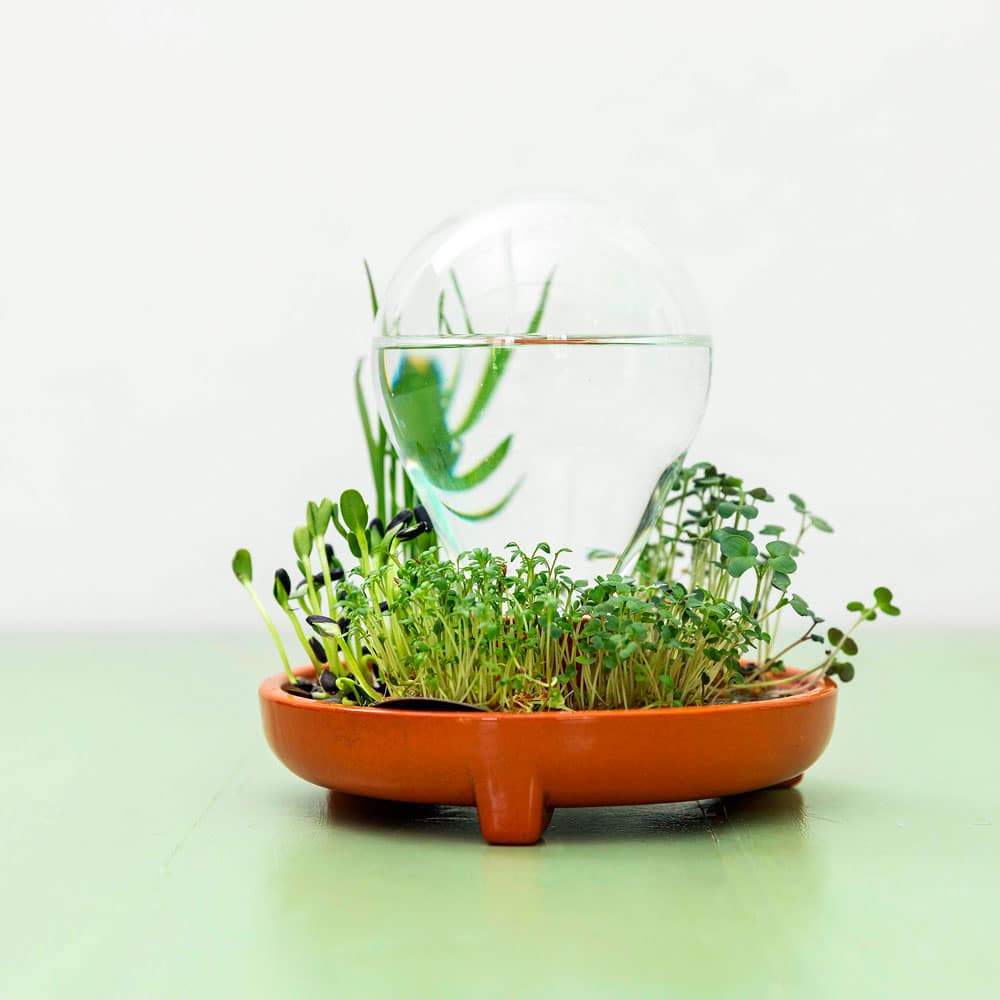 Warum Microgreens und Zuchtschale Patella Crescenda